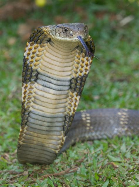 Cobra King betsul